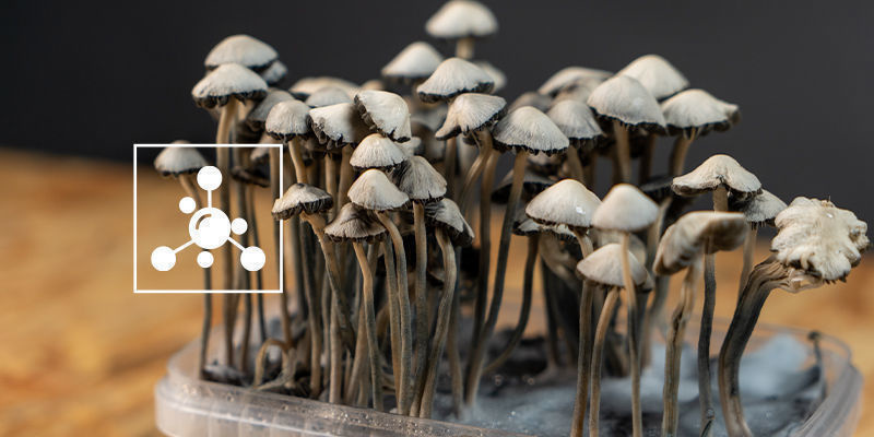 Mit&auml; yhdisteit&auml; Panaeolus cyanescens sis&auml;lt&auml;&auml;?