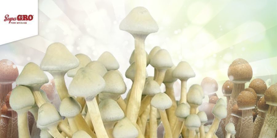 Kuinka kasvattaa 100% Mycelium Supa Gro -kasvatussarjoja Kuinka kasvattaa 100% Mycelium Supa Gro -kasvatussarjoja
