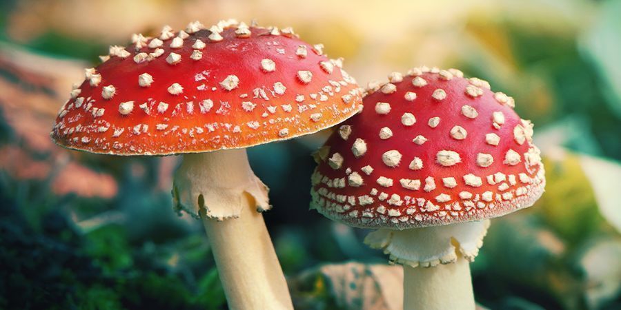 Mikä on Amanita muscaria? Mikä on Amanita muscaria?