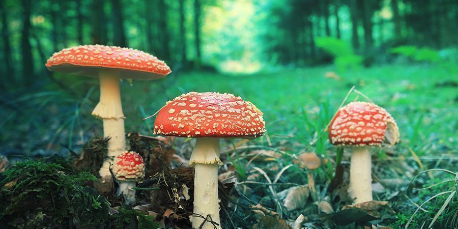 Amanita muscaria: Ulkonäkö Amanita muscaria: Ulkonäkö