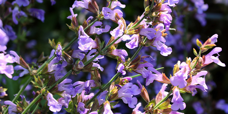 Opi tuntemaan Salvia divinorum Opi tuntemaan Salvia divinorum