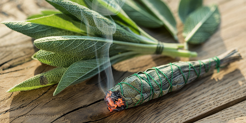 Salvia divinorum: käyttötavat ja annostus Salvia divinorum: käyttötavat ja annostus