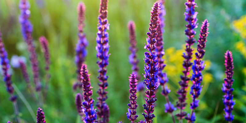 Mikä on Salvia divinorum? Mikä on Salvia divinorum?