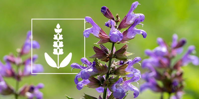 Salvia divinorum: Kaikki, mitä sinun tulee tietää Salvia divinorum: Kaikki, mitä sinun tulee tietää