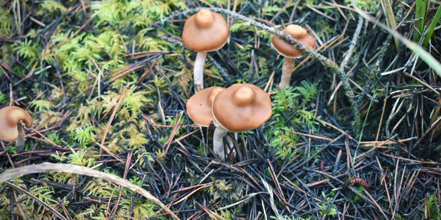 Mitkä taikasienet ovat vahvimpia? Mitkä taikasienet ovat vahvimpia?