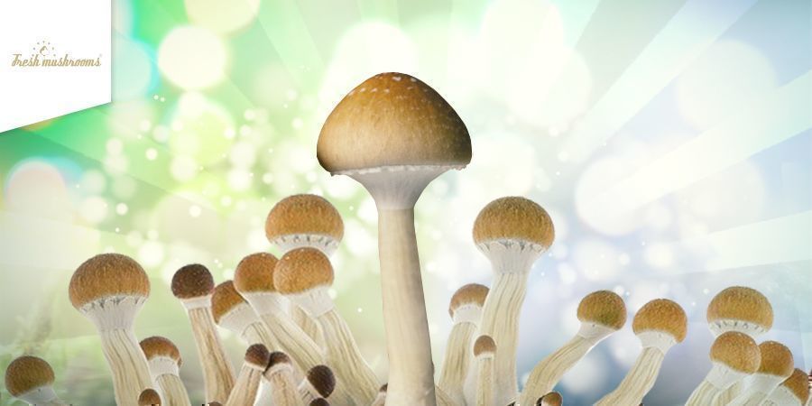 Kuinka kasvattaa Fresh Mushrooms -kasvatussarjoilla Kuinka kasvattaa Fresh Mushrooms -kasvatussarjoilla