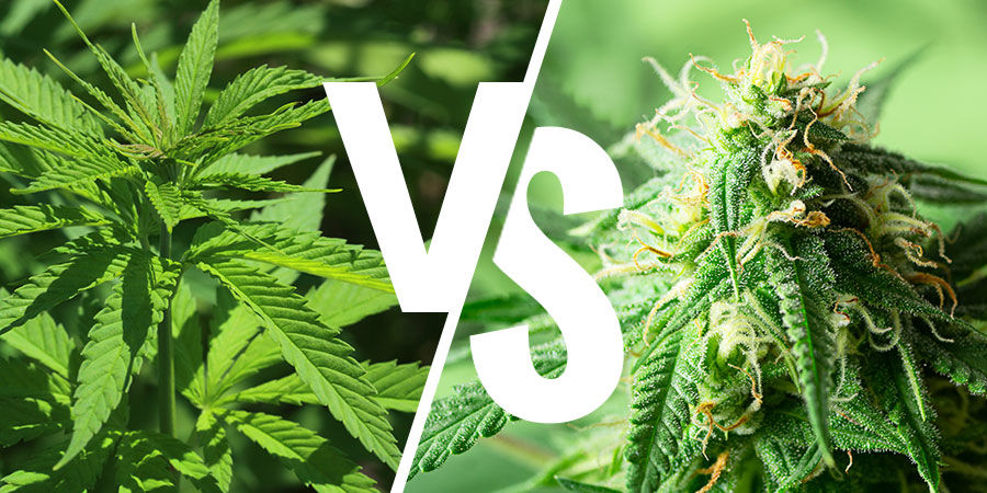 Indica vai sativa -keskustelu: onko sillä enää merkitystä? Indica vai sativa -keskustelu: onko sillä enää merkitystä?