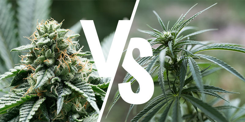 Tuottavatko indica- ja sativa-kasvit erilaisia vaikutuksia? Tuottavatko indica- ja sativa-kasvit erilaisia vaikutuksia?