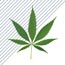 Kuinka kauan kannabinoidit pysyv&auml;t elimist&ouml;ss&auml;?