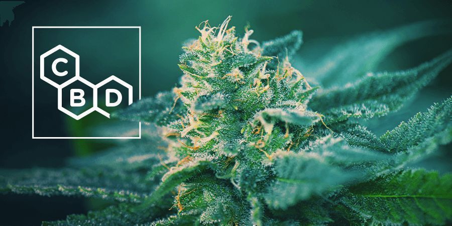 CBD-rikkaat kannabislajikkeet