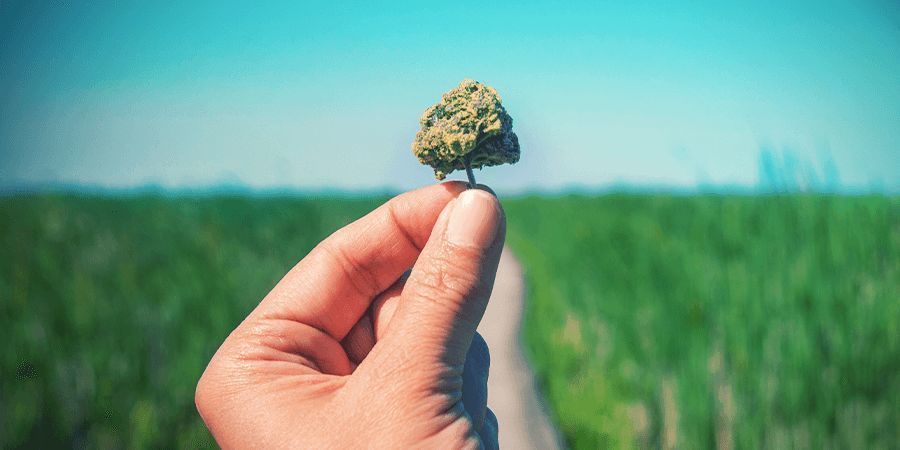 Mitä pidetään korkean CBD:n lajikkeena?
