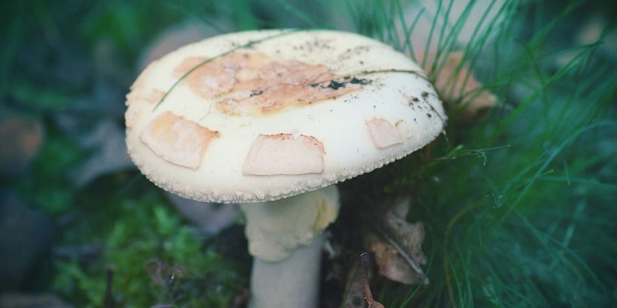 Euroopan kadonnut tai poistettu pakanallinen menneisyys EUROPE’S LOST OR DELETED PAGAN PAST
