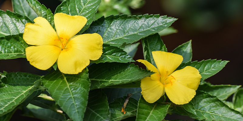 Mikä on damiana? Mikä on damiana?