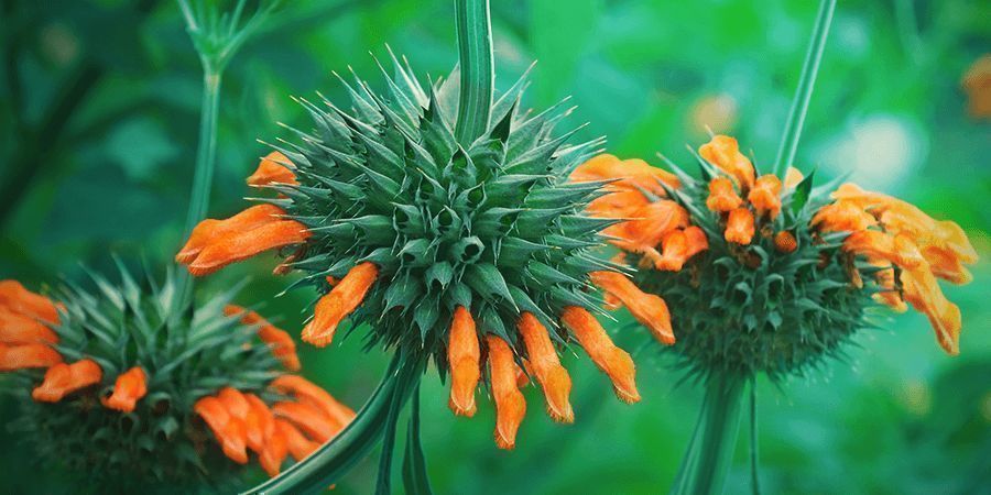 Leonotis leonurus: kasvitiede Leonotis leonurus: kasvitiede