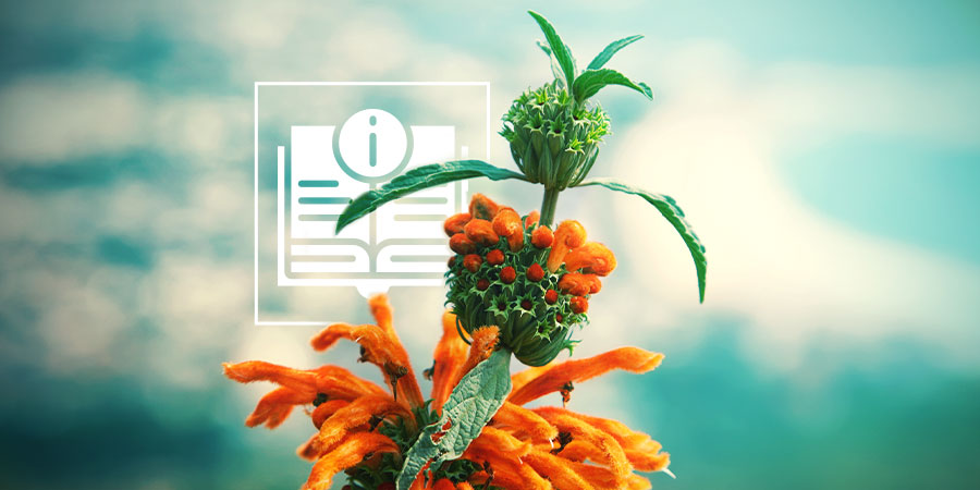 Leonotis leonurus: kaikki mitä sinun tulee tietää Leonotis leonurus: kaikki mitä sinun tulee tietää