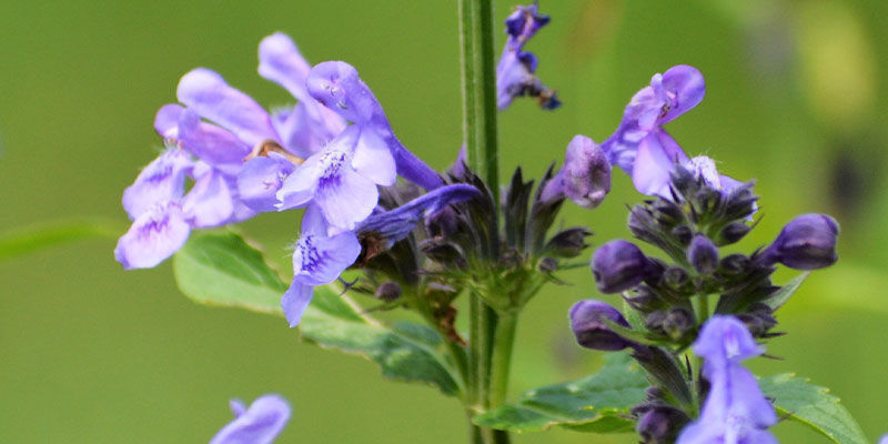 Skullcap: Kaikki, mitä sinun tulee tietää