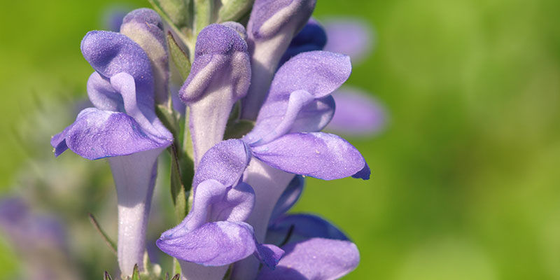 Skullcapin kasvitiede BOTANY OF SKULLCAP