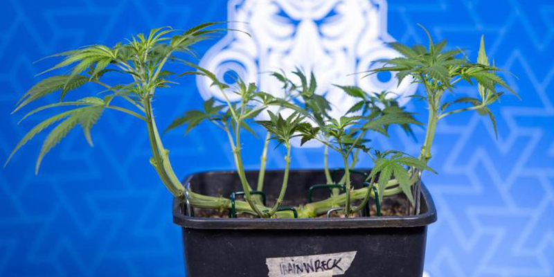 Mit&auml; on low-stress training (LST)?
