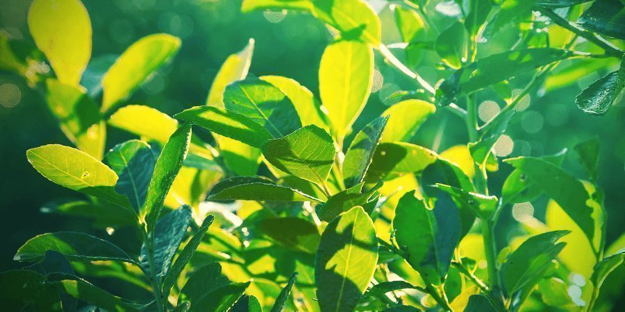 Yerba mate