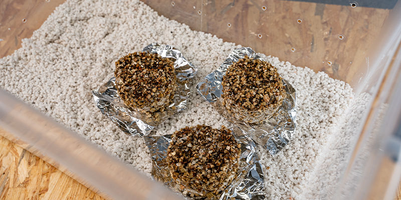 Aseta kakut hedelmöintikammioon PF tek Place the cakes in your fruiting chamber