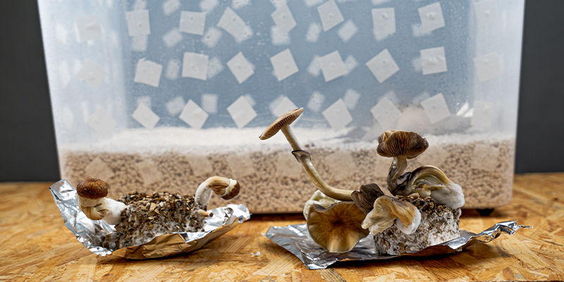 PF Tek: Easily Grow Magic Mushrooms At Home PF Tek: Easily Grow Magic Mushrooms At Home