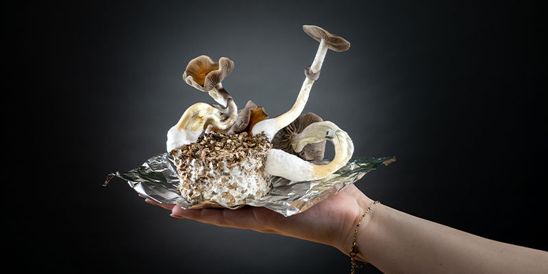 PF-tek: kasvata unelmiesi taikasienet PF tek: Grow the shrooms of your dreams