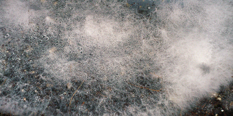 Seittihome / Dactylium-härmä taikasienet – seittihome / Dactylium-härmä