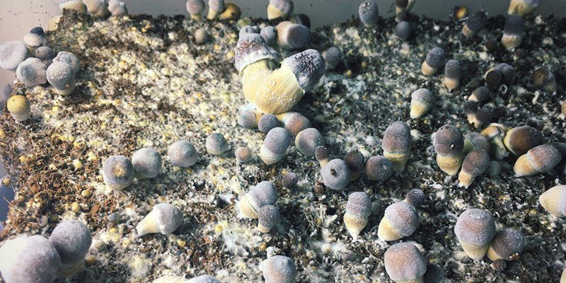Dry Bubble taikasienet Dry Bubble