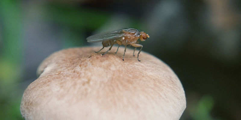 Sienisääsket magic mushrooms Fungus Gnats