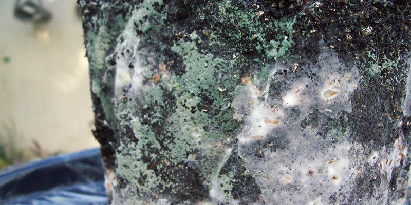 Vihreä home magic mushrooms Green Mold