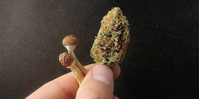 Kannabiksen mikroannostelu vs. psykedeelit Kannabiksen mikroannostelu vs. psykedeelit