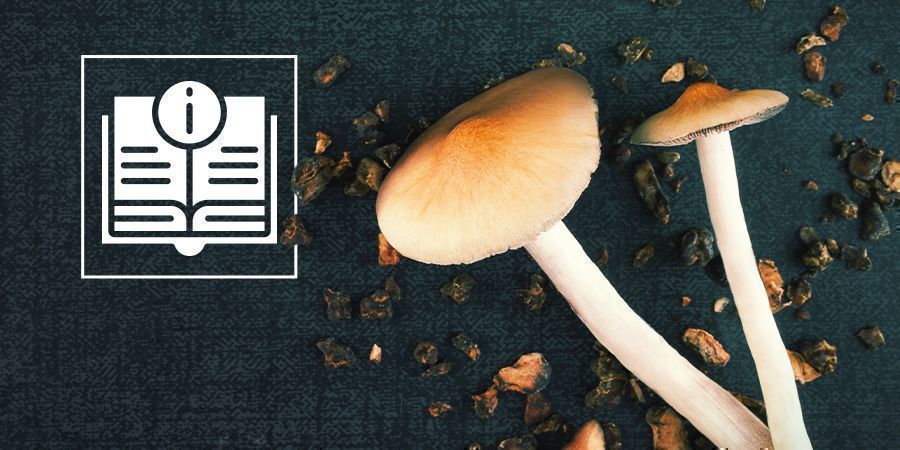 Taikasieni- ja maaginen tryffeli -tietoa Taikasieni- ja maaginen tryffeli -tietoa