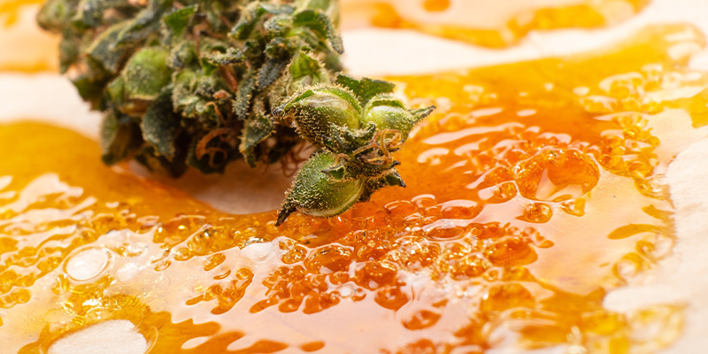 Kannabiskonsentraatit vs kukinto Cannabis concentrates vs flower