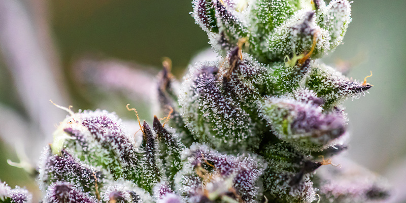 Terpeenit Terpenes