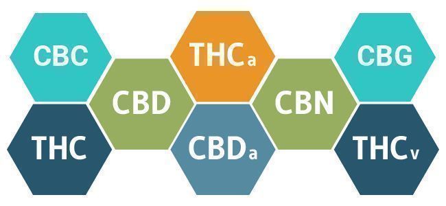 Täyden spektrin CBD vs. CBD-isolaatti: edut ja haitat Full Spectrum CBD Vs. CBD Isolate: Advantages And Disadvantages