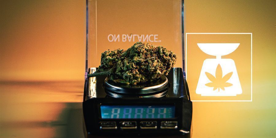 Kannabiksen painot: kaikki mitä sinun tarvitsee tietää Kannabiksen painot: kaikki mitä sinun tarvitsee tietää