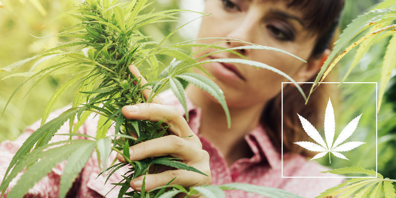 Kaikki kannabis ei ole samanlaista Kaikki kannabis ei ole samanlaista