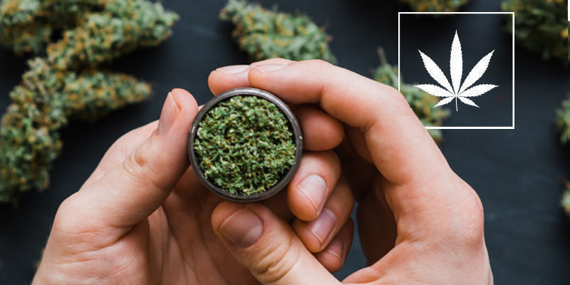 Mitä on luonnollinen kannabis? Mitä on luonnollinen kannabis?