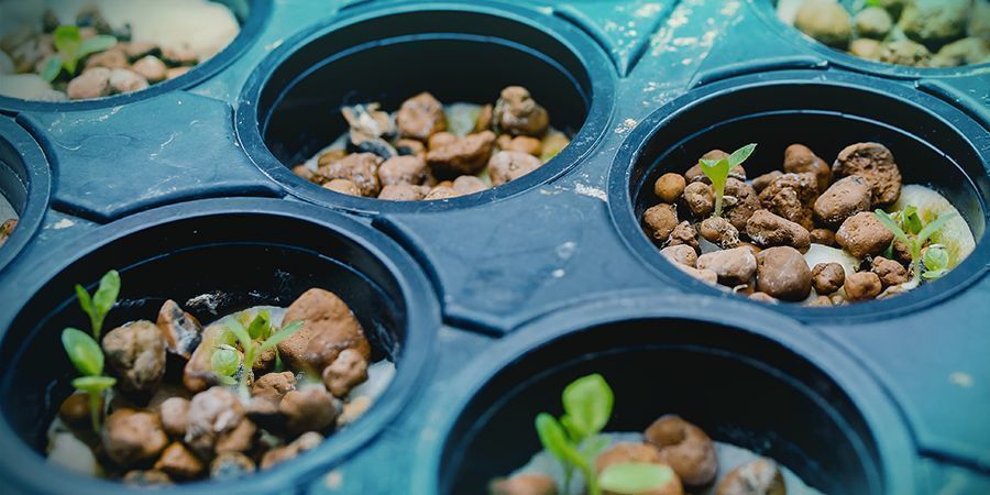 Hydroponiset tekniikat Kannabiksen kasvatus – hydroponiset tekniikat
