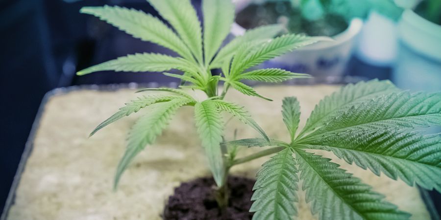 Kasvualusta Rakenna oma DWC-järjestelmäsi: kasvualusta