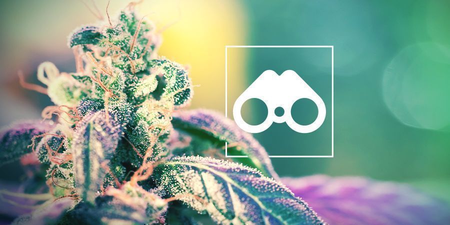 Kannabiksen fenotyyppien metsästys Kannabiksen fenotyyppien metsästys