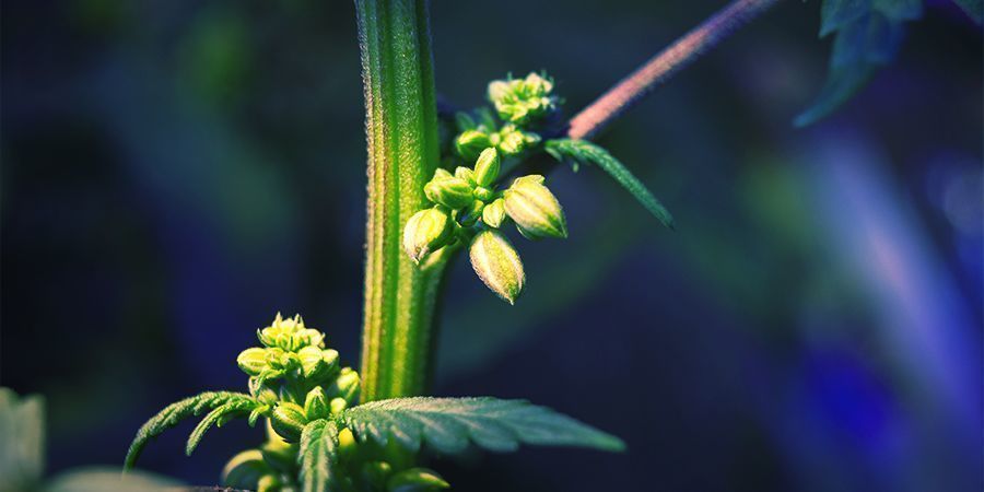Nopea opas parhaiden fenotyyppien löytämiseen NOPEA OPAS PARHAIDEN KANNABISFENOTYYPPIEN LÖYTÄMISEEN