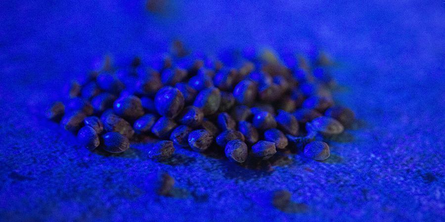 Kannabiksen siementen säilytysmenetelmät Kannabiksen siementen säilytysmenetelmät