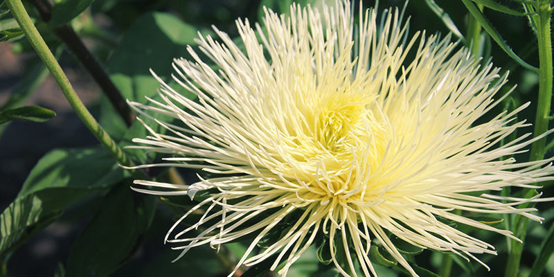 Kanna (Sceletium tortuosum) Kanna (Sceletium tortuosum)