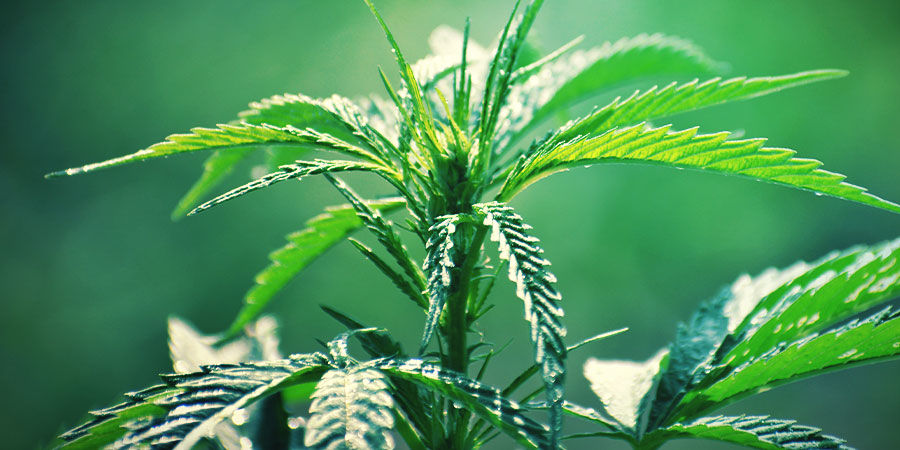 Autoflower-kannabis: ulkon&auml;k&ouml;