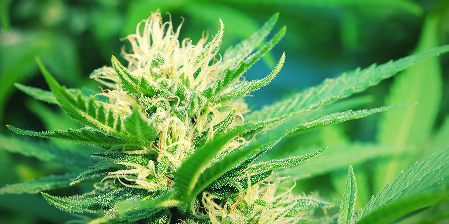 Valojaksoinen kannabis: ulkon&auml;k&ouml;