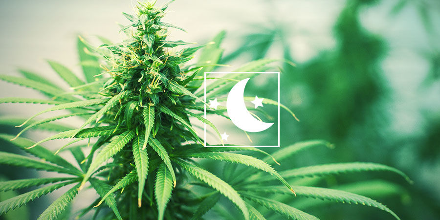 KAIKKI fotoperiodisesta kannabiksesta