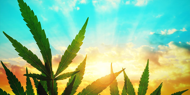 Kannabiksen sokerien jakautuminen DISTRIBUTION OF SUGARS IN CANNABIS