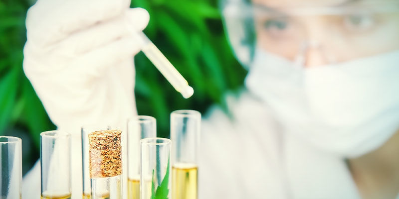 Sokeritasojen seuranta MONITORING SUGAR LEVELS IN CANNABIS