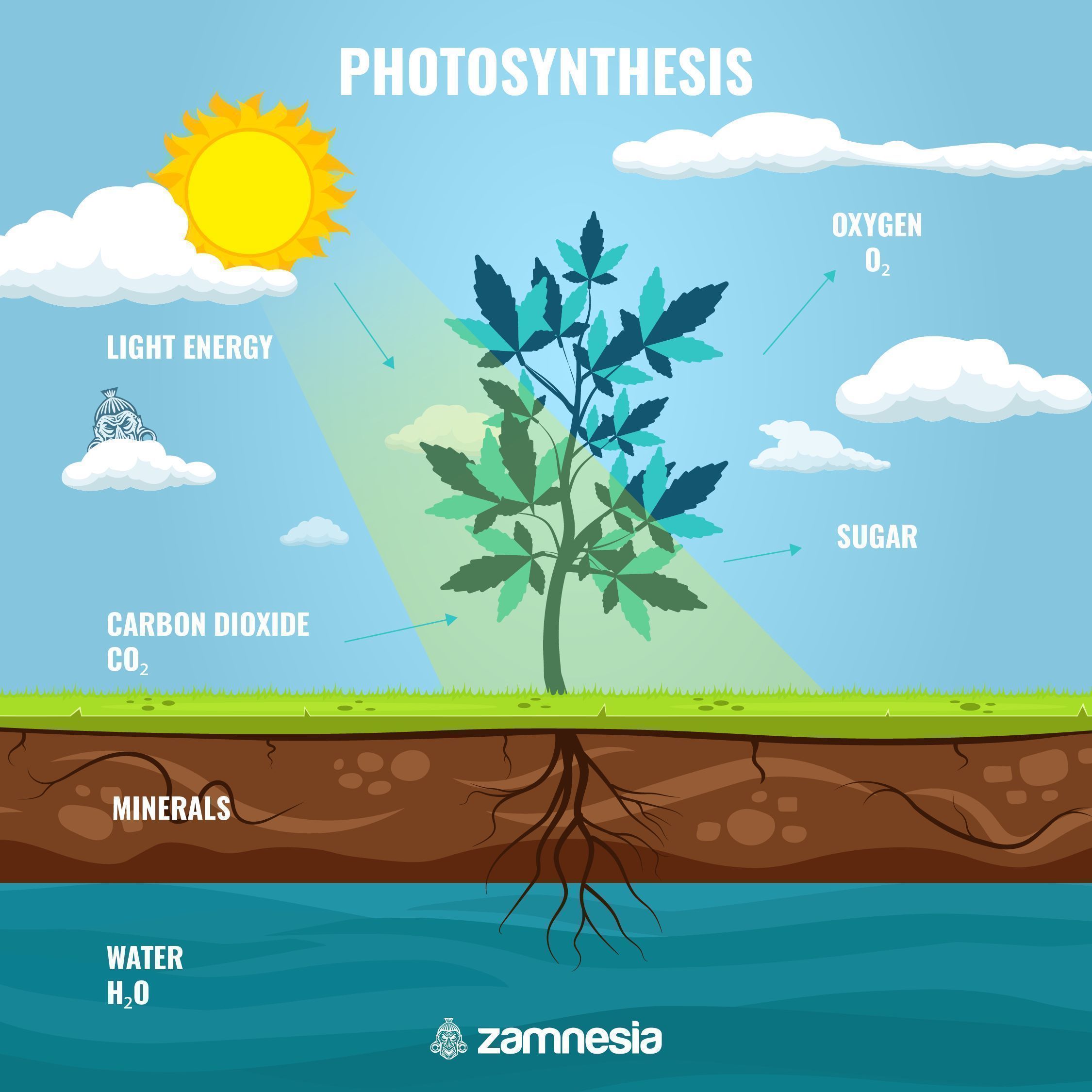 Fotosynteesin merkitys IMPORTANCE OF PHOTOSYNTHESIS FOR SUGARS IN CANNABIS